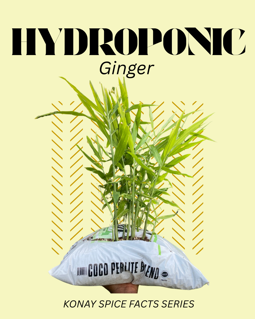 I Grew Ginger Hydroponically...Here's What I Learned About the Future of Spice