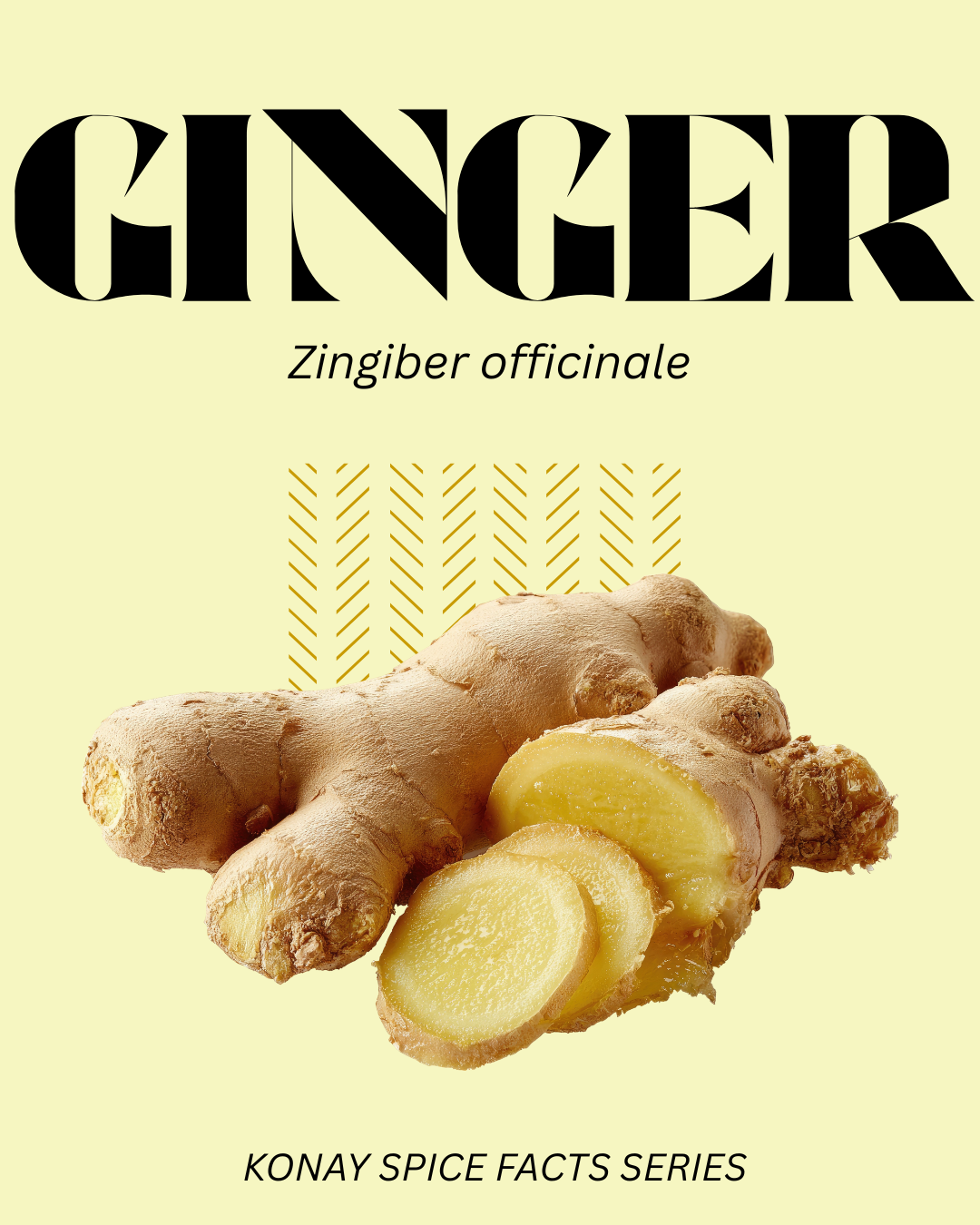 GINGER - SPICE FACTS EP. #1