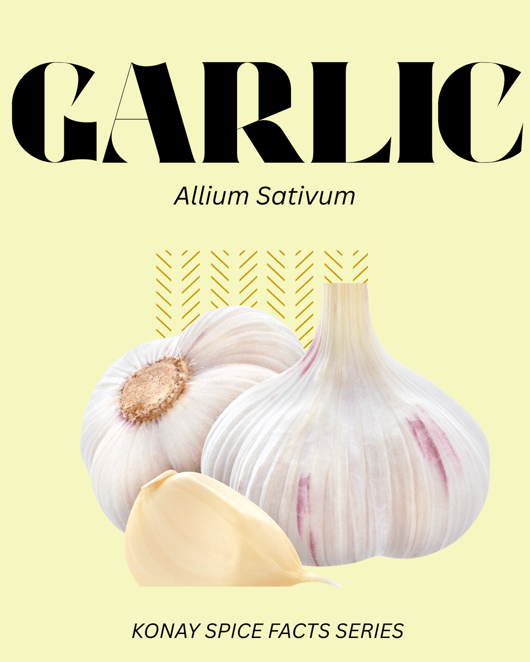 GARLIC - SPICE FACTS EP. #2 - Konay Spice Shop