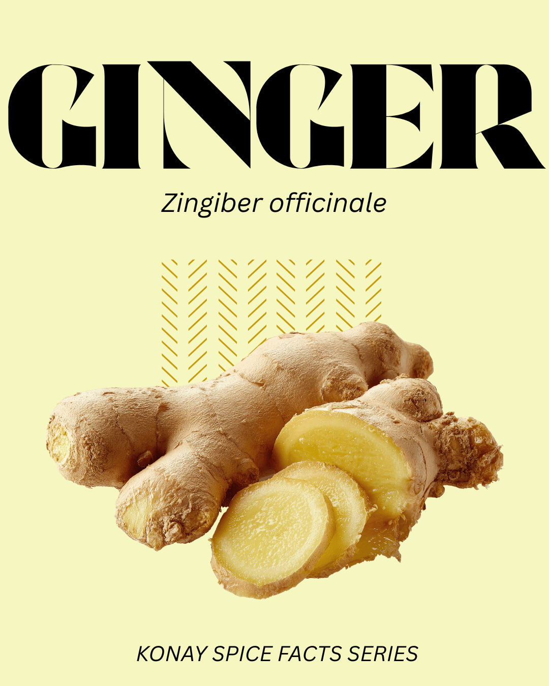 GINGER - SPICE FACTS EP. #1 - Konay Spice Shop