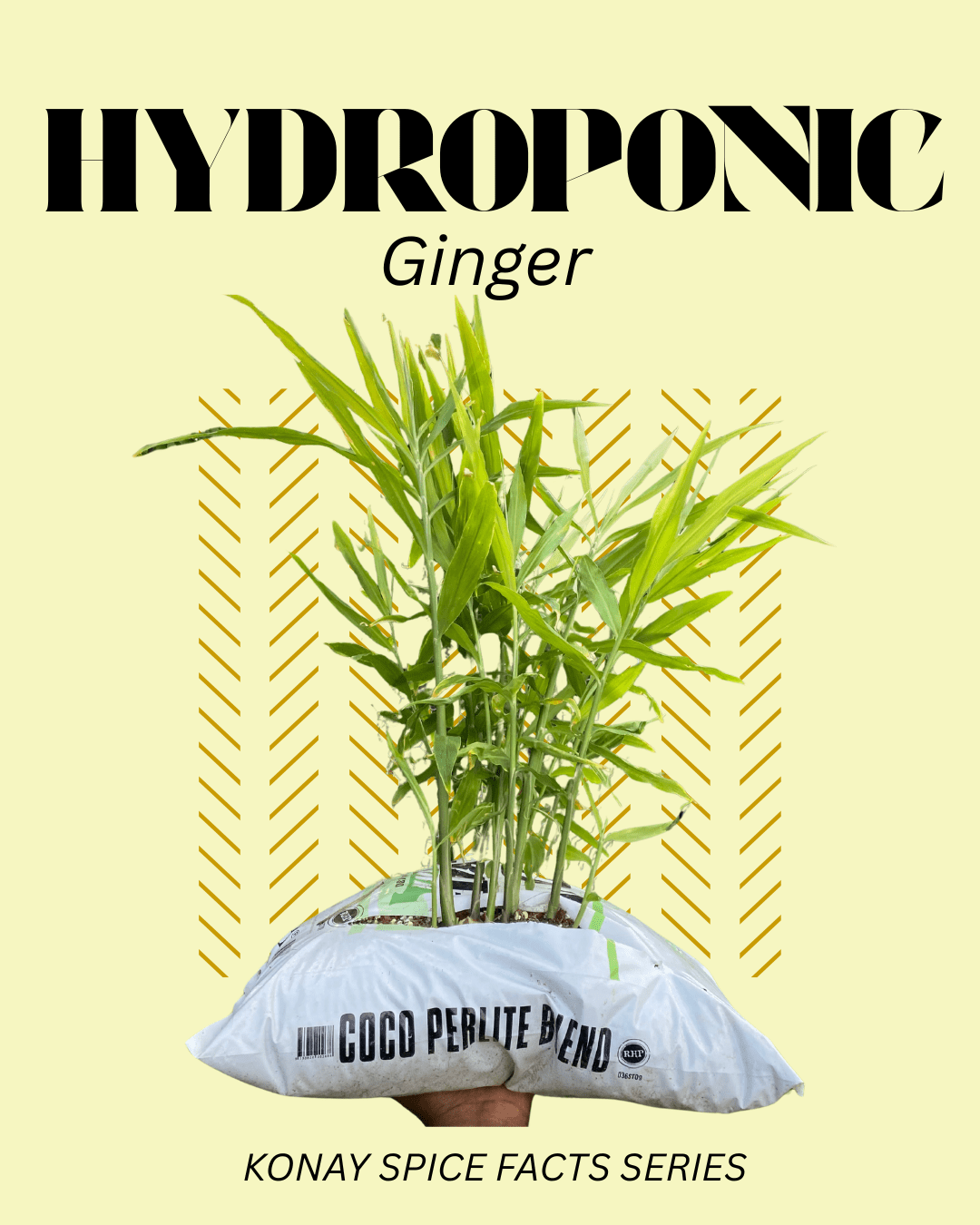 I Grew Ginger Hydroponically...Here's What I Learned About the Future of Spice - Konay Spice Shop